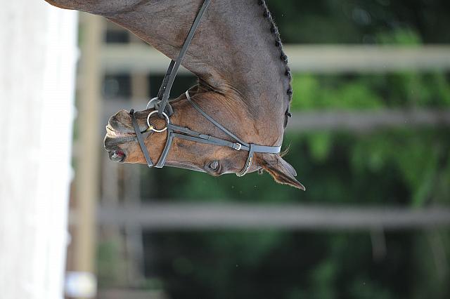 So8ths-5-4-12-Dressage-0614-LindsayStaianoWilliams-TriumphII-DDeRosaPhoto