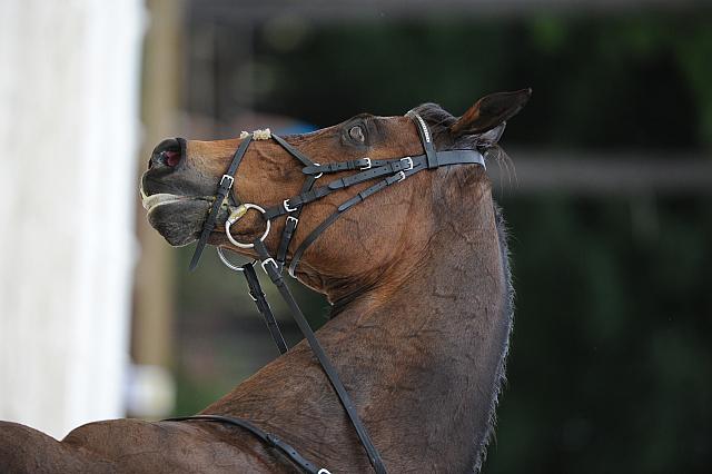 So8ths-5-4-12-Dressage-0649-GwenKriskie-Barney-DDeRosaPhoto