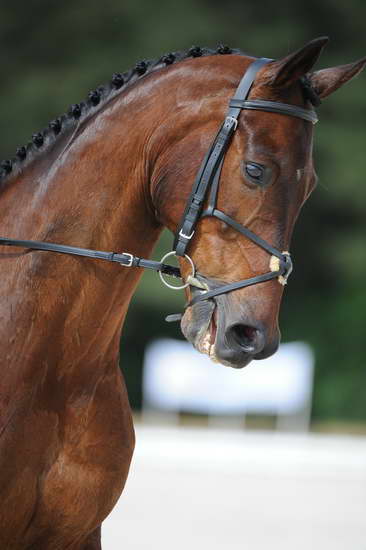 So8ths-5-4-12-Dressage-0729-HeidiBeaumont-SouthBoundary-DDeRosaPhoto