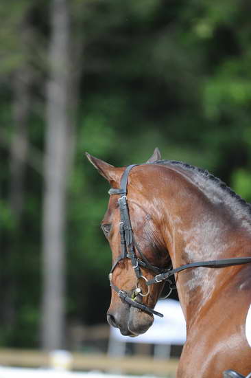 So8ths-5-4-12-Dressage-0740-HeidiBeaumont-SouthBoundary-DDeRosaPhoto