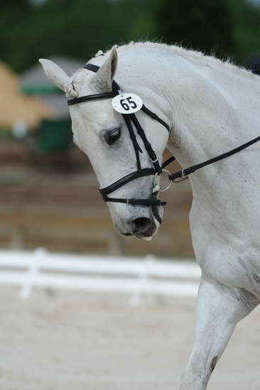 So8ths-5-4-12-Dressage-0784-KaylinMedlin-Watch-Me-Now-DDeRosaPhoto