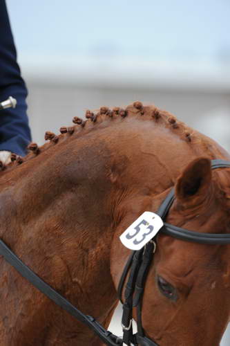 So8ths-5-4-12-Dressage-0387-KerryTracey-BourbonGingerbear-DDeRosaPhoto