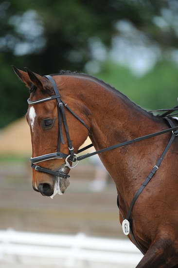 So8ths-5-4-12-Dressage-0682-AllieKeresman-MysticDora-DDeRosaPhoto