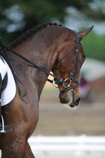 So8ths-5-4-12-Dressage-0708-BonnieMosser-Isbond-DDeRosaPhoto