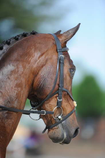 So8ths-5-4-12-Dressage-0730-HeidiBeaumont-SouthBoundary-DDeRosaPhoto