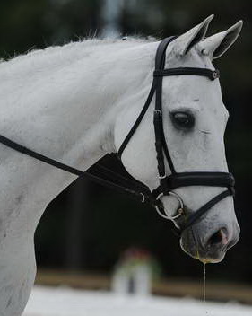 So8ths-5-4-12-Dressage-1165-DCMcBroom-GroundForce-DDeRosaPhoto