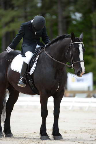 So8ths-5-3-13-Dressage-5396-LauraWellbaum-OhSullivan-DDeRosaPhoto