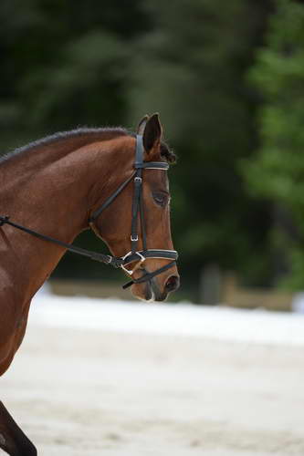 So8ths-5-3-13-Dressage-5418-SaraMiles-Misty'sRainDrop-DDeRosaPhoto