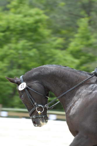 So8ths-5-3-13-Dressage-5494-KaylaAugust-MadamMayhem-DDeRosaPhoto