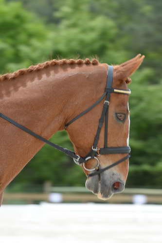 So8ths-5-3-13-Dressage-5532-CarolMahoney-MercuryRising-DDeRosaPhoto