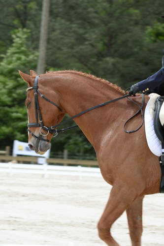 So8ths-5-3-13-Dressage-5543-CarolMahoney-MercuryRising-DDeRosaPhoto