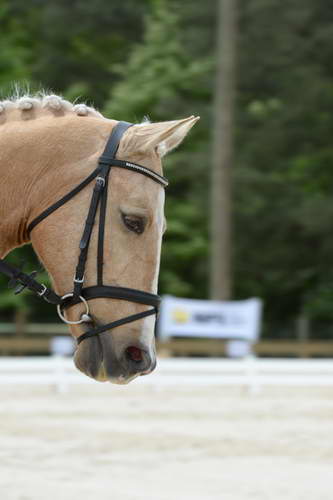 So8ths-5-3-13-Dressage-5574-TaylorPence-Goldie-DDeRosaPhoto