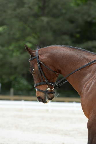 So8ths-5-3-13-Dressage-5639-CatiePannill-KokoaKat-DDeRosaPhoto