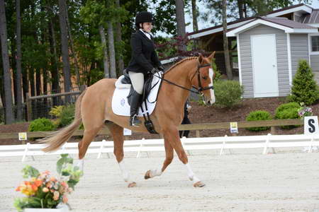 So8ths-5-3-13-Dressage-5029-SarahZimmer-MardiGras-DDeRosaPhoto