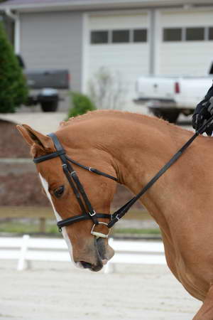 So8ths-5-3-13-Dressage-5030-SarahZimmer-MardiGras-DDeRosaPhoto