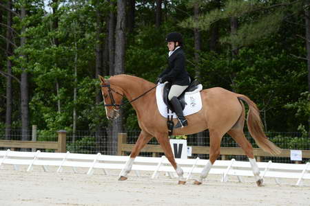 So8ths-5-3-13-Dressage-5044-SarahZimmer-MardiGras-DDeRosaPhoto