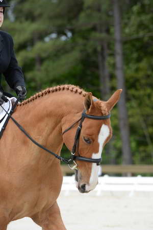 So8ths-5-3-13-Dressage-5047-SarahZimmer-MardiGras-DDeRosaPhoto