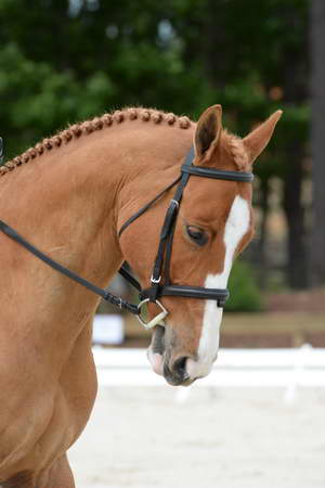 So8ths-5-3-13-Dressage-5048-SarahZimmer-MardiGras-DDeRosaPhoto