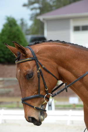 So8ths-5-3-13-Dressage-5208-TatyanaPrueter-Aberjoy-DDeRosaPhoto