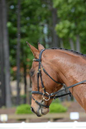 So8ths-5-3-13-Dressage-5213-TatyanaPrueter-Aberjoy-DDeRosaPhoto