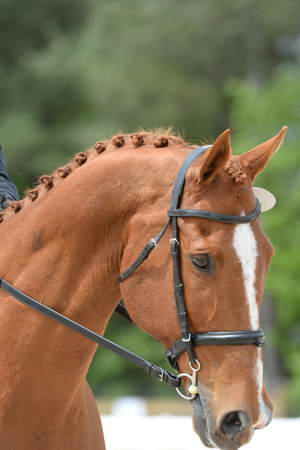 So8ths-5-3-13-Dressage-5255-SamanthaDiMaria-Valentine-DDeRosaPhoto