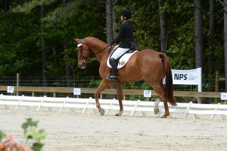 So8ths-5-3-13-Dressage-5281-SamanthaDiMaria-Valentine-DDeRosaPhoto