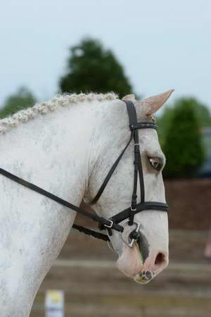 So8ths-5-3-13-Dressage-4899-LaurieWettstone-Moonstruck-DDeRosaPhoto