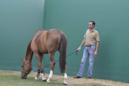 Spruce-Meadows-9-3-13-5247-DDeRosaPhoto