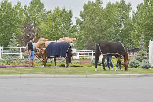 Spruce-Meadows-9-3-13-5248-DDeRosaPhoto