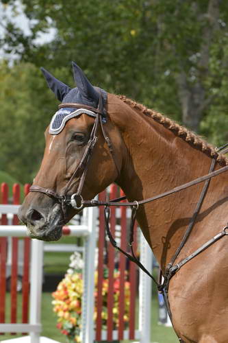 Spruce-Meadows-9-5-13-9770-PieterDevos-Candy-BEL-DDeRosaPhoto