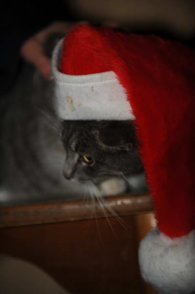 Cats-12-20-09-132-DDeRosaPhoto.jpg