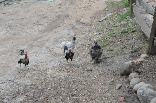 Chickens-4-4-09-56-DDeRosaPhoto.jpg