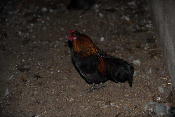 Rooster-12-20-09-97-DDeRosaPhoto.jpg