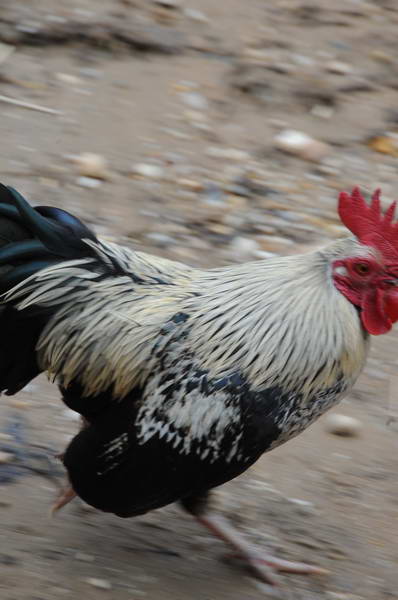 Rooster-4-4-09-41-DDeRosaPhoto.jpg