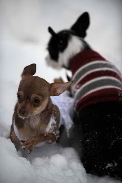 Dogs-12-20-09-67-DDeRosaPhoto.jpg