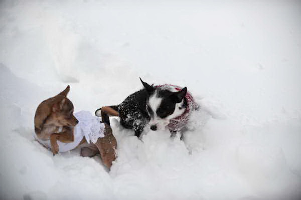 Dogs-12-20-09-75-DDeRosaPhoto.jpg