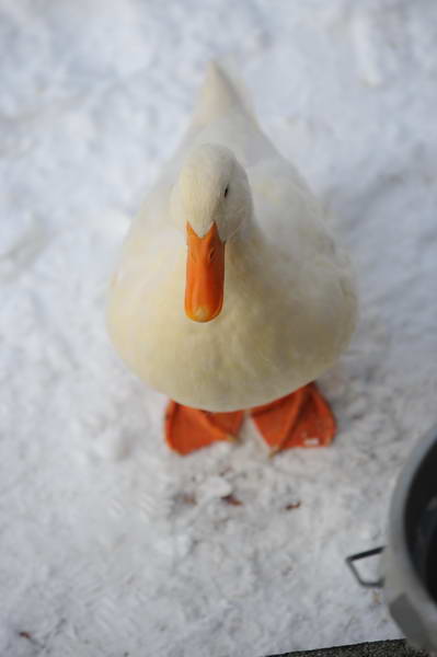 Ducks-12-20-09-07-DDeRosaPhoto.jpg