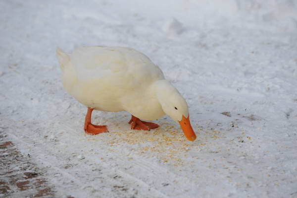 Ducks-12-20-09-26-DDeRosaPhoto.jpg