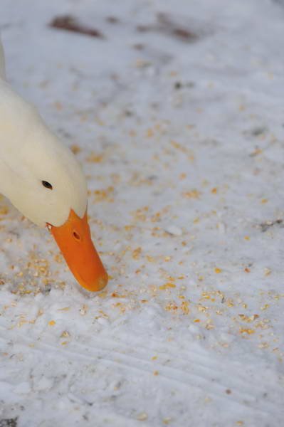 Ducks-12-20-09-28-DDeRosaPhoto.jpg