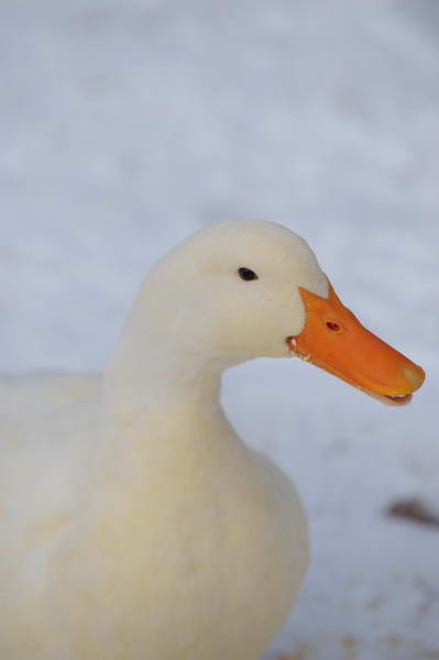 Ducks-12-20-09-29-DDeRosaPhoto.jpg