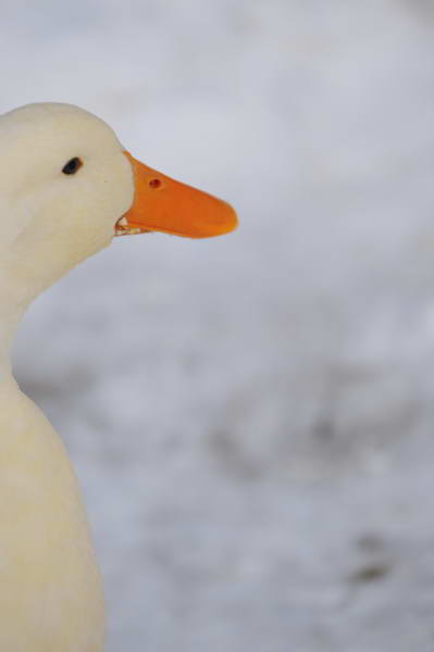 Ducks-12-20-09-30-DDeRosaPhoto.jpg