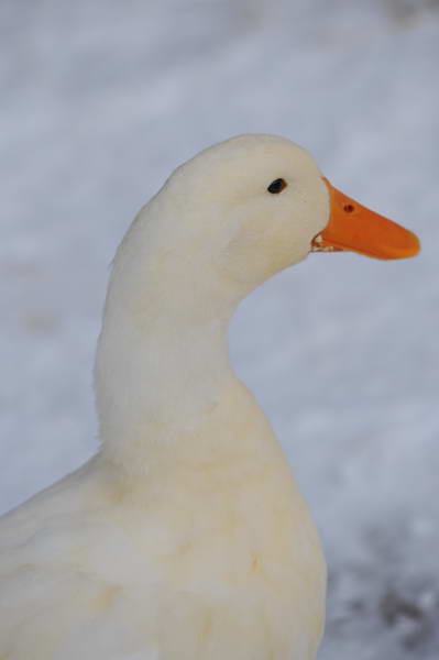 Ducks-12-20-09-31-DDeRosaPhoto.jpg