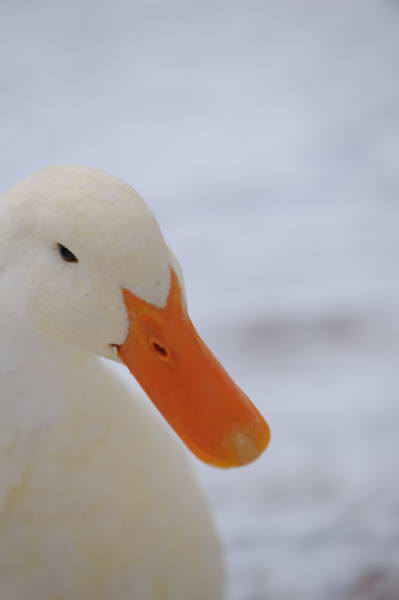 Ducks-12-20-09-33-DDeRosaPhoto.jpg