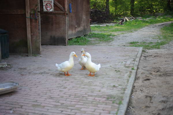 Ducks-5-14-09-048-DDeRosaPhotos.jpg