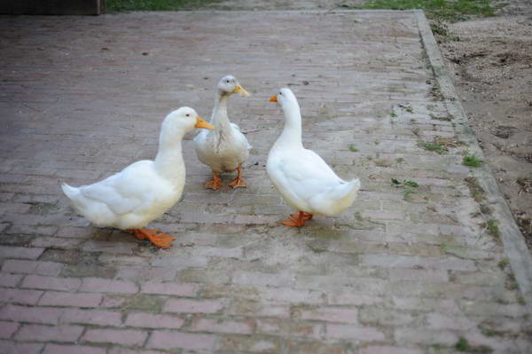 Ducks-5-14-09-053-DDeRosaPhotos.jpg