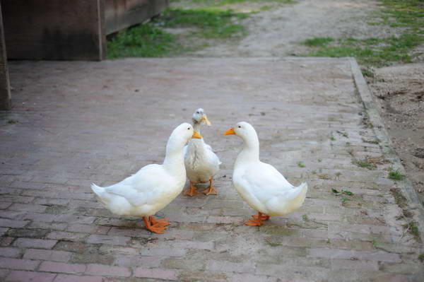 Ducks-5-14-09-054-DDeRosaPhotos.jpg