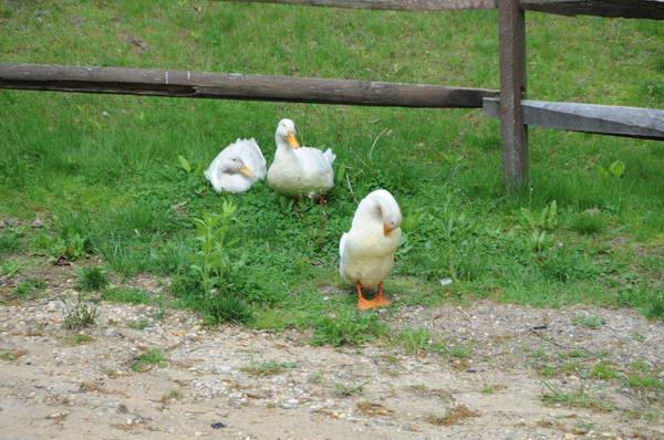 Ducks-5-14-09-067-DDeRosaPhotos.jpg