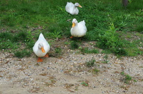 Ducks-5-14-09-081-DDeRosaPhotos.jpg