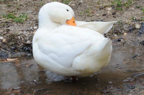 Ducks-Property-4-4-09-20-DDeRosaPhoto.jpg