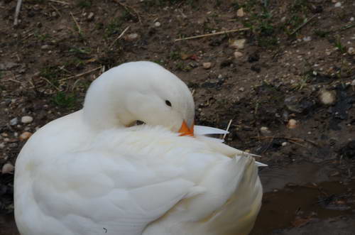 Ducks-Property-4-4-09-21-DDeRosaPhoto.jpg